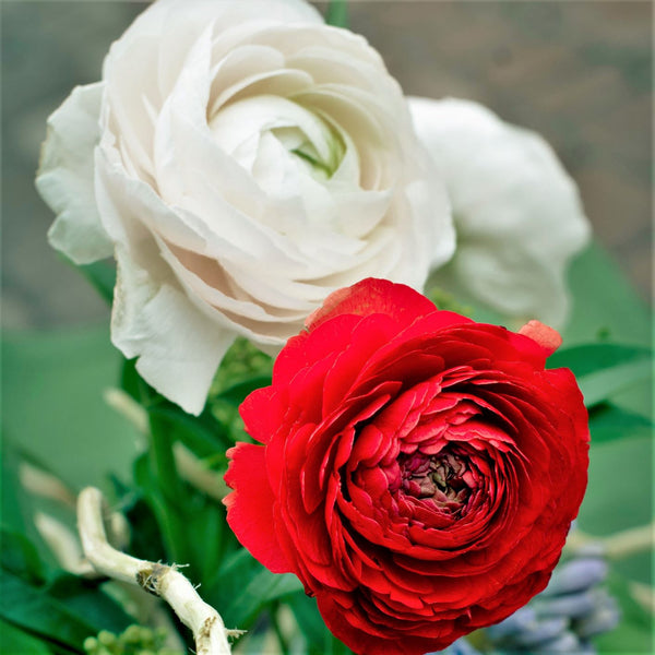 Tecolote Ranunculus Romance Collection – 20 Red & White Ranunculus Corms