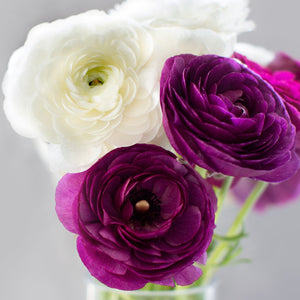 Tecolote Ranunculus Royalty Collection – 20 Purple & White Ranunculus Corms