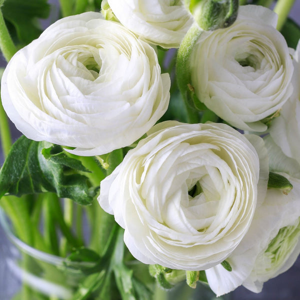 Tecolote Ranunculus Royalty Collection – 20 Purple & White Ranunculus Corms