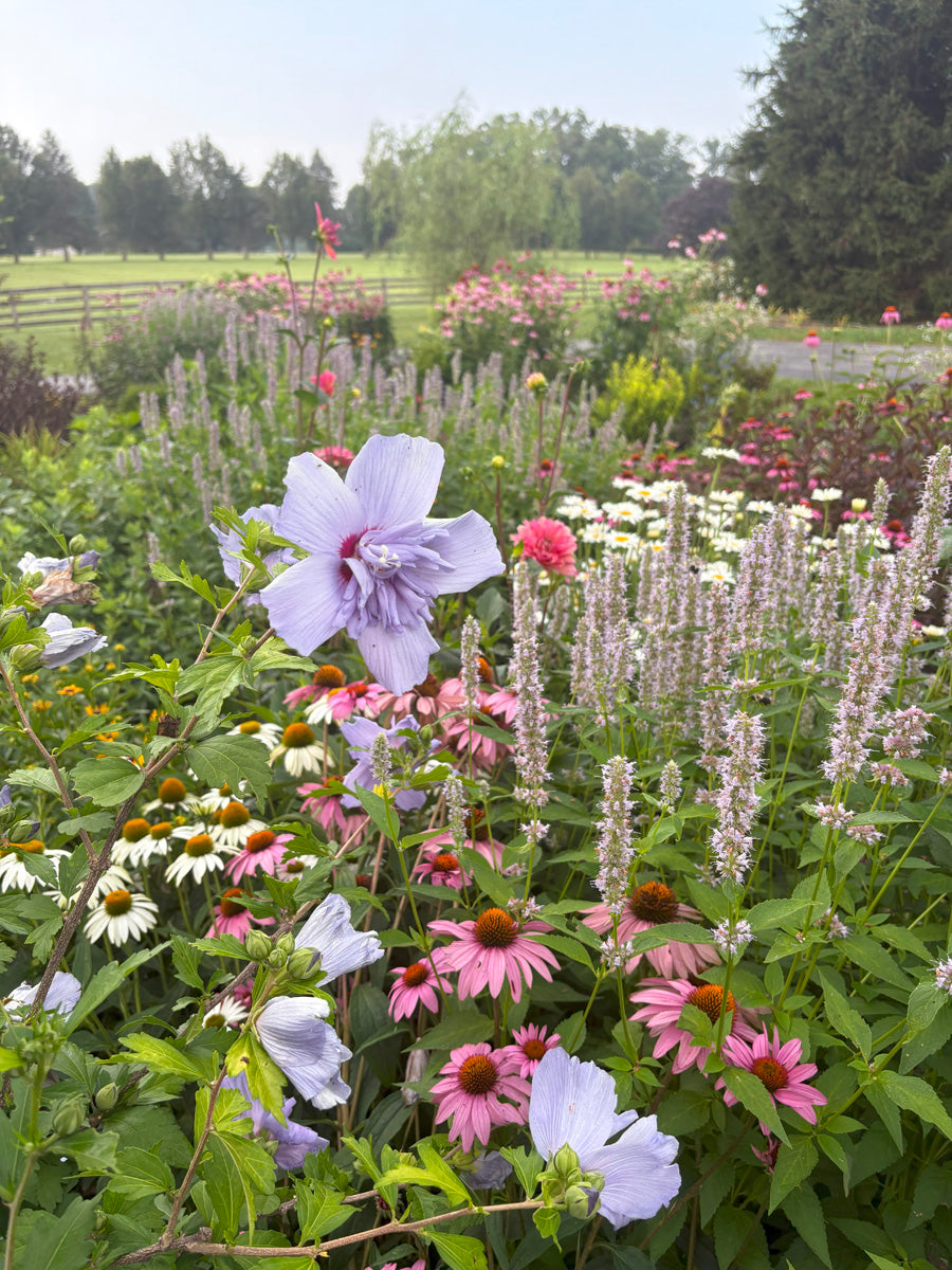 Bountiful english cottage garden with a variety of flowers including purple, pink, and white blooms.

