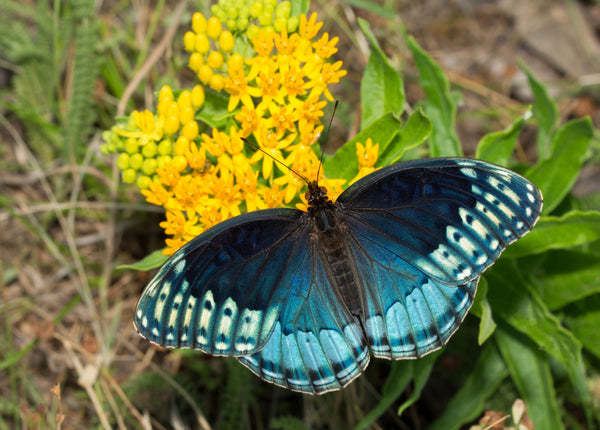 Yellow Milkweed Seeds