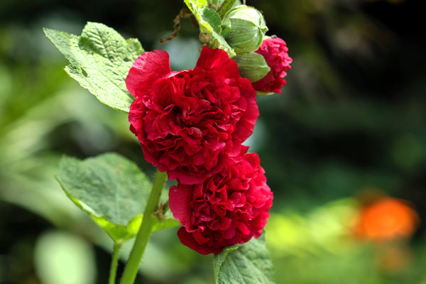 Scarlet Double Hollyhock Seeds