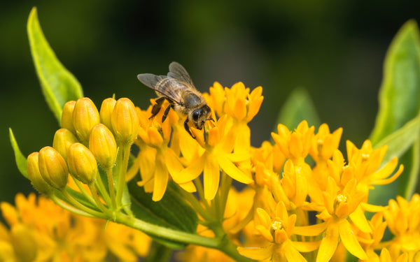 Yellow Milkweed Seeds
