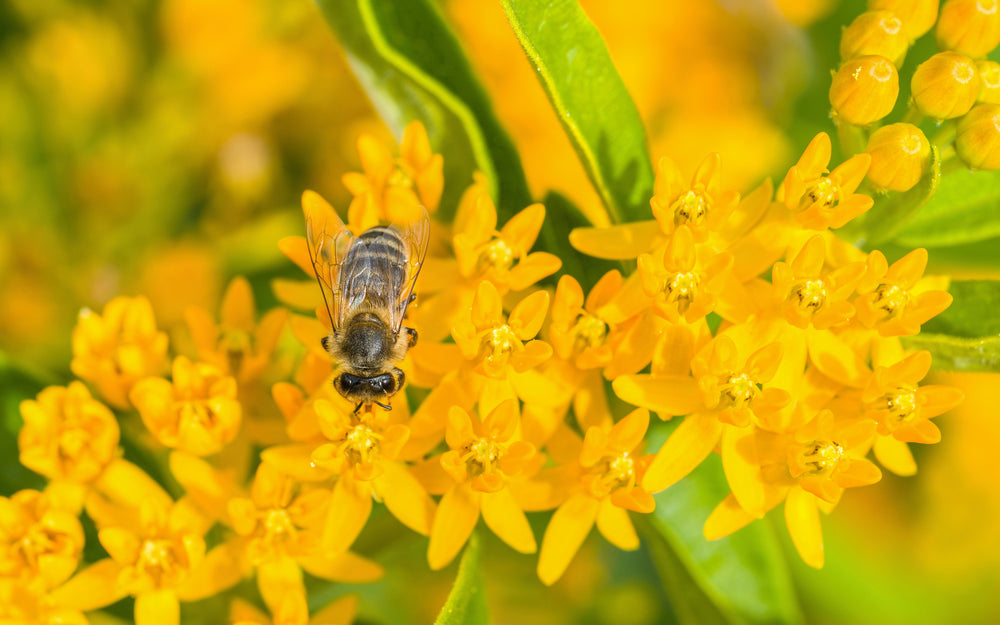 Yellow Milkweed Seeds