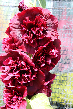 Scarlet Double Hollyhock Seeds