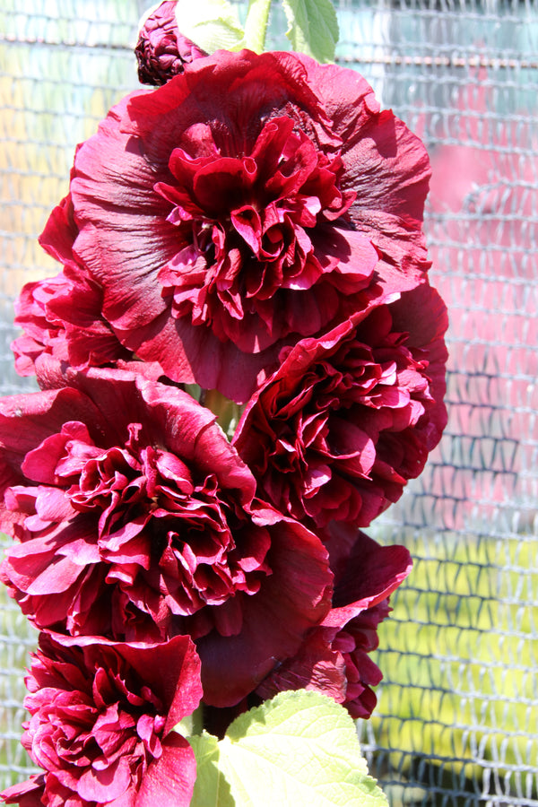 Scarlet Double Hollyhock Seeds
