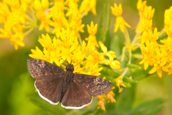 Yellow Milkweed Seeds