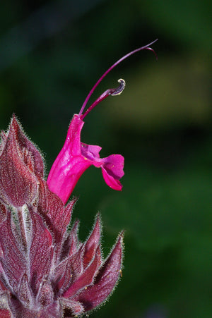 Hummingbird Sage Seeds - Certified Organic