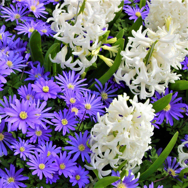 Blanda Blue Anemone & White Hyacinth Bulbs