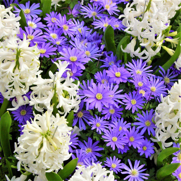 Blanda Blue Anemone & White Hyacinth Bulbs
