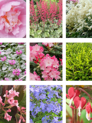 Sampler shader garden boxwoods, azalea, bleeding hearts
