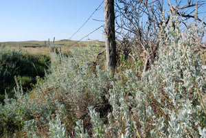 Silver Sagebrush Seeds