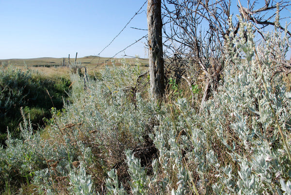 Silver Sagebrush Seeds