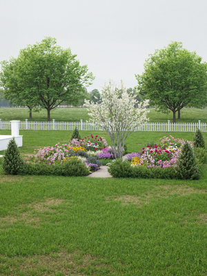 formal english cottage garden in parterre style with boxwoods and roses.