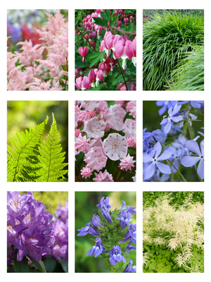 Collage of various flowers including pink astilbe, bleeding heart, grass, ferns,and other perennials and shrubs that thrive in the shade.