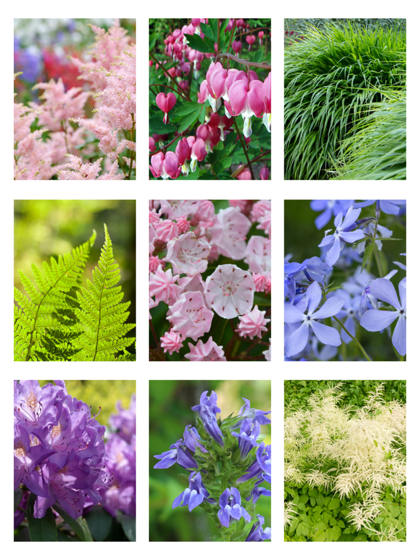 Collage of various flowers including pink astilbe, bleeding heart, grass, ferns,and other perennials and shrubs that thrive in the shade.