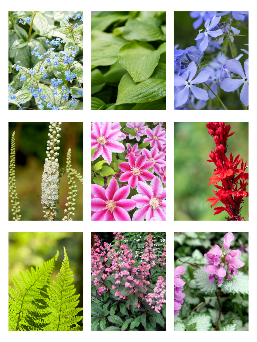 Collage of various flowers including pink astilbe, bleeding heart, grass, ferns,and other perennials and shrubs that thrive in the shade.