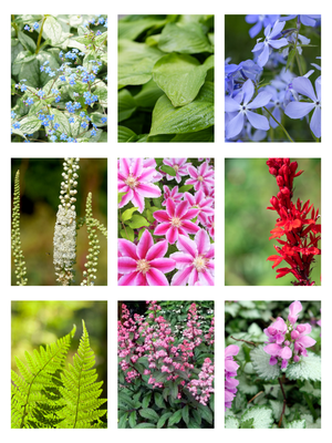 Perennials that love shade