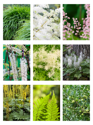 Deer resistant shade garden perennials for a cottage gardem