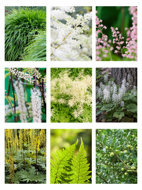 Deer resistant shade garden perennials for a cottage gardem