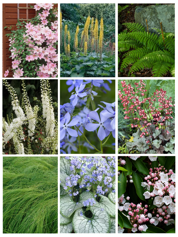 Deer resistant perennials for shade