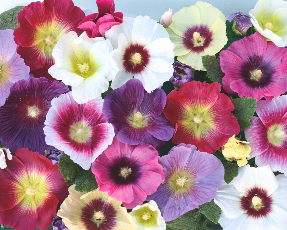 Halo Mix Hollyhock Seeds