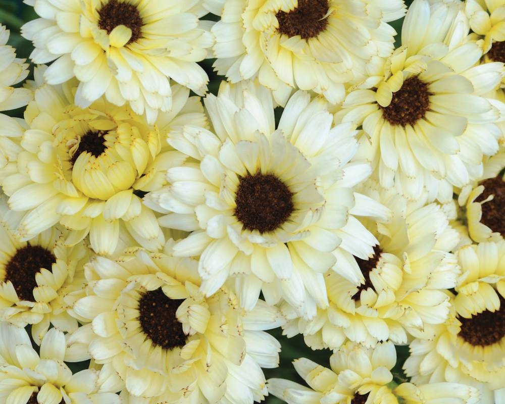 Snow Princess Calendula Seeds