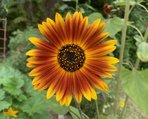 Earthwalker Sunflower Seeds