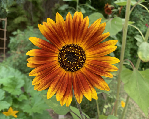 Earthwalker Sunflower Seeds