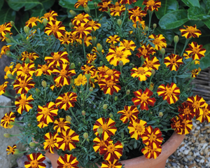 Mr. Majestic Marigold Seeds