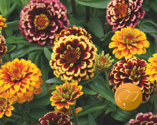Aztec Sunset Zinnia Seeds