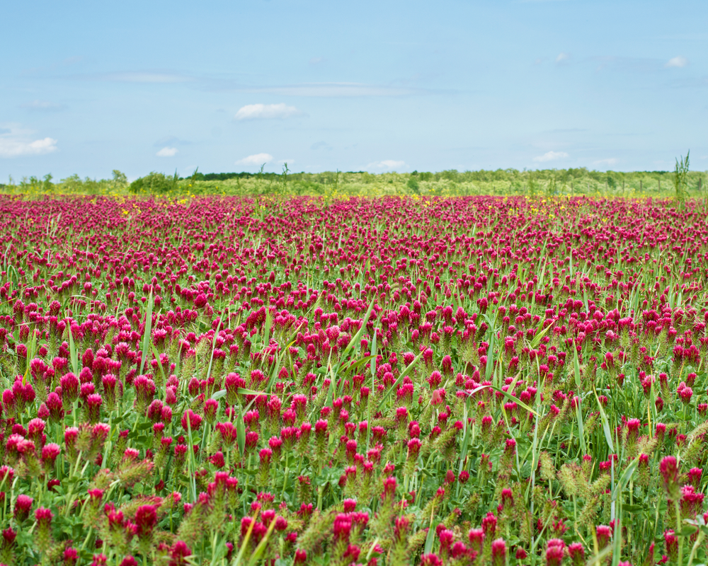 Crimson Clover Seeds