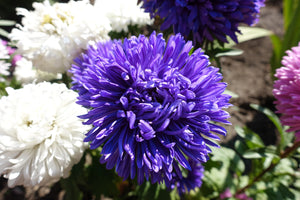 Duchess Dark Blue Paeony Aster Seeds