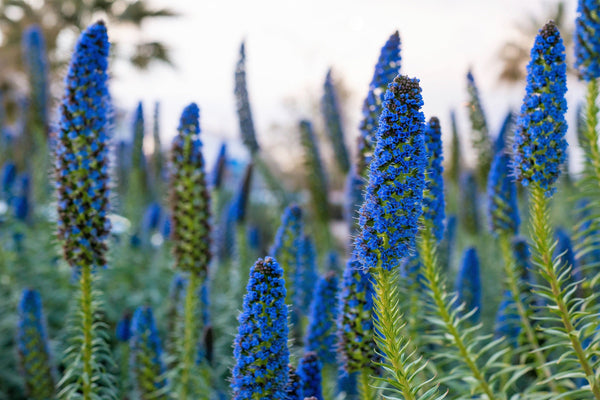 Pride of Madeira Seeds