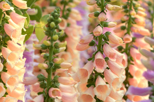 Apricot Beauty Foxglove Seeds