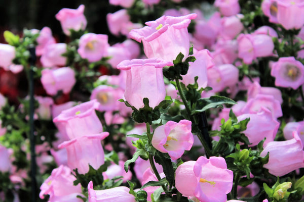 Rose Pink Canterbury Bells Seeds