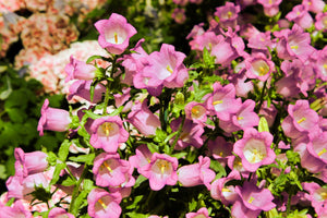 Rose Pink Canterbury Bells Seeds