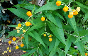 Orange Ball Tree Flower Seeds (Golden Butterfly Bush)