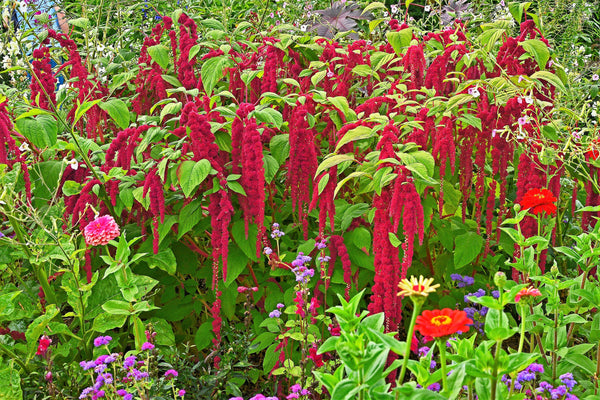 Love Lies Bleeding Amaranthus Seeds