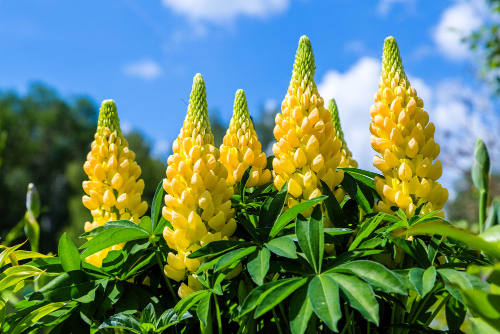 Golden Lupine Seeds