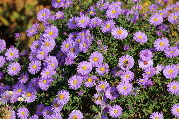 Purple New England Aster Seeds