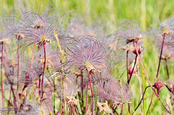 Prarie Smoke Geum Seeds