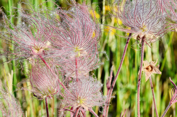 Prarie Smoke Geum Seeds