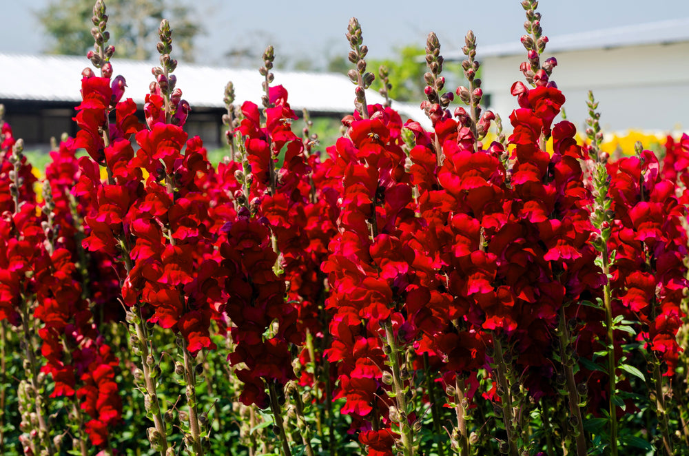 ’Ruby’ Snapdragon Seeds