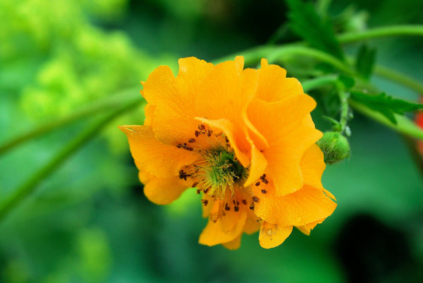 Lady Stratheden Geum Seeds