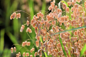 Quaking Grass Seeds