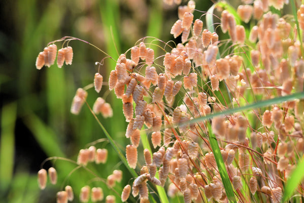 Quaking Grass Seeds