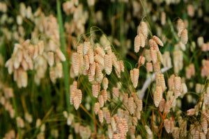 Quaking Grass Seeds