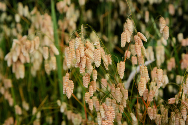 Quaking Grass Seeds
