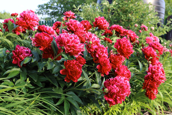 Garden Peony Seeds